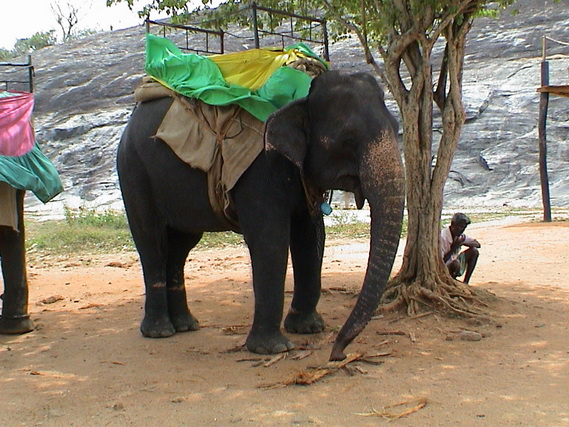 2002 15 Sri Lanka 245