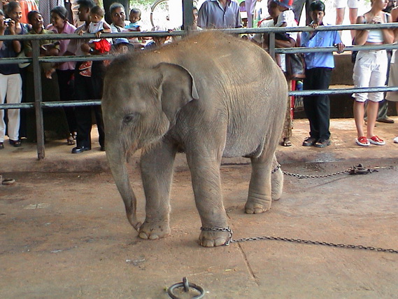 2002 15 Sri Lanka 294
