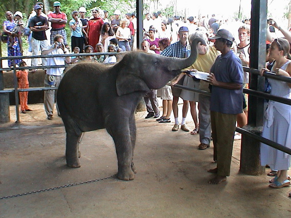 2002 15 Sri Lanka 296