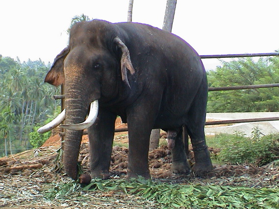 2002 15 Sri Lanka 297
