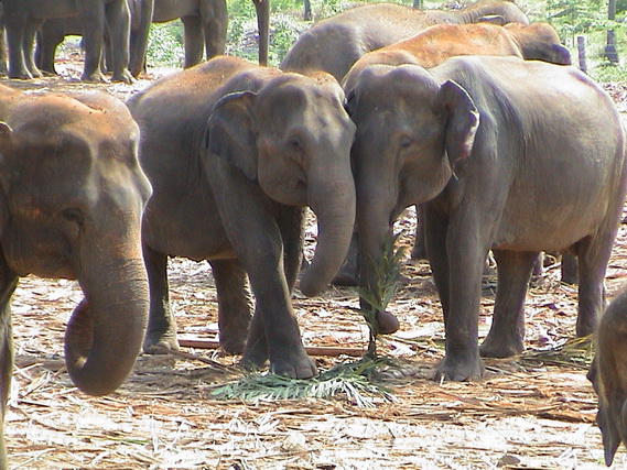 2002 15 Sri Lanka 298