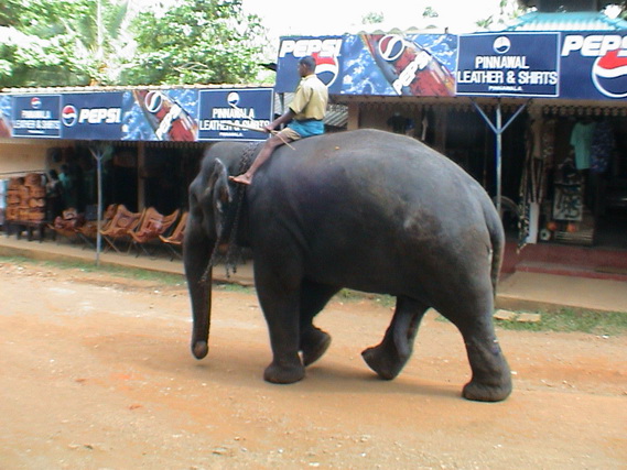 2002 15 Sri Lanka 299