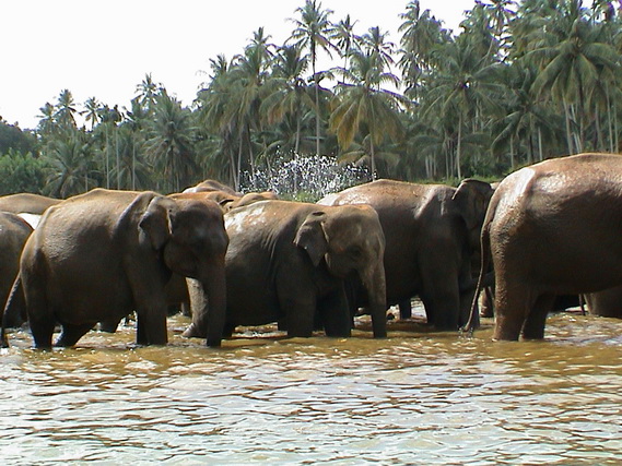 2002 15 Sri Lanka 303