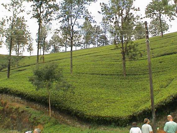 2002 15 Sri Lanka 326