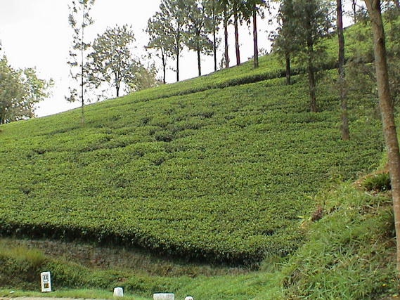 2002 15 Sri Lanka 329