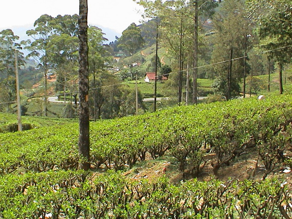 2002 15 Sri Lanka 349
