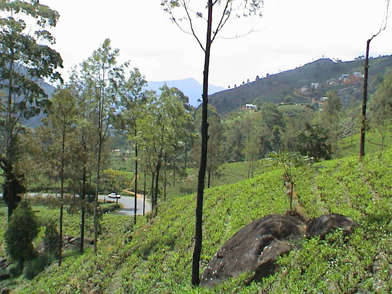 2002 15 Sri Lanka 350
