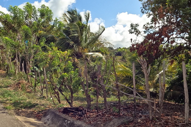 2025 04 01 Curacao Willemstaa 062