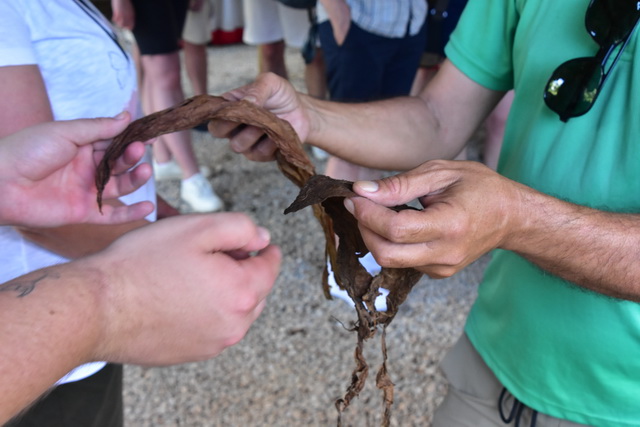 2025 04 06 DomRep Samana 018