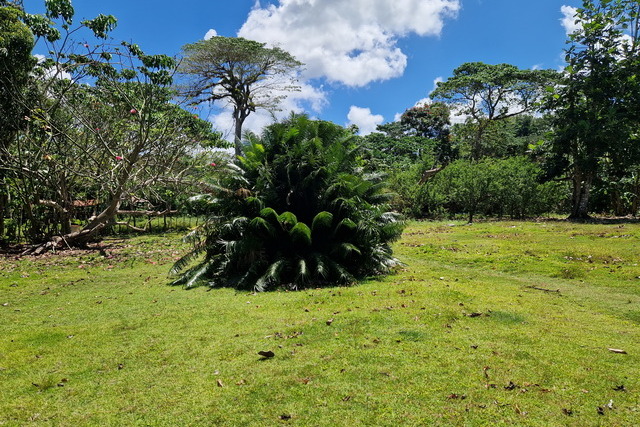 2025 04 06 DomRep Samana 053