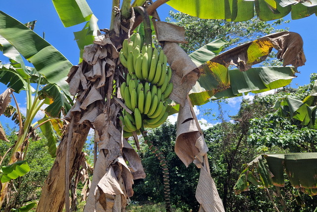 2025 04 06 DomRep Samana 058