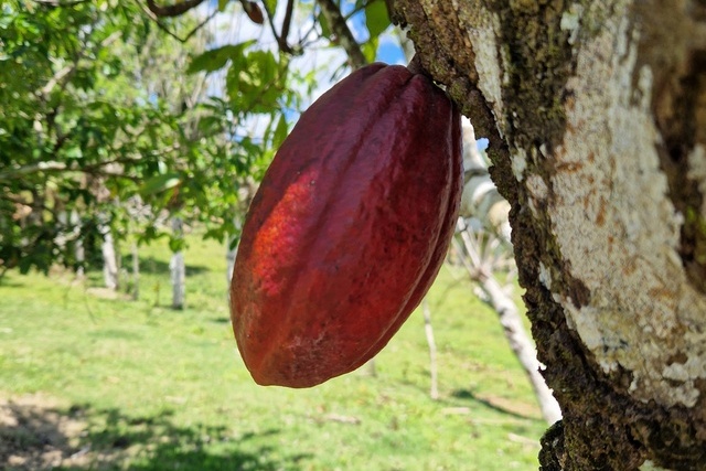 2025 04 06 DomRep Samana 052