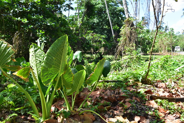 2025 04 06 DomRep Samana 078