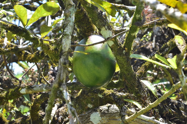 2025 04 06   DomRep   Samana 058