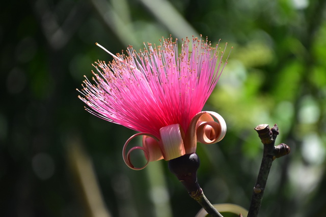 2025 04 06 DomRep Samana 139