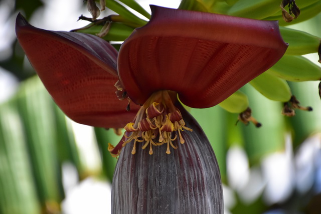 2025 04 06 DomRep Samana 149