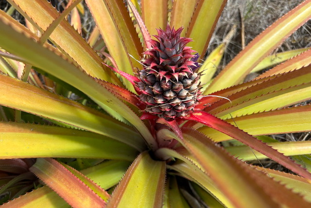 2025 04 06 DomRep Samana 160